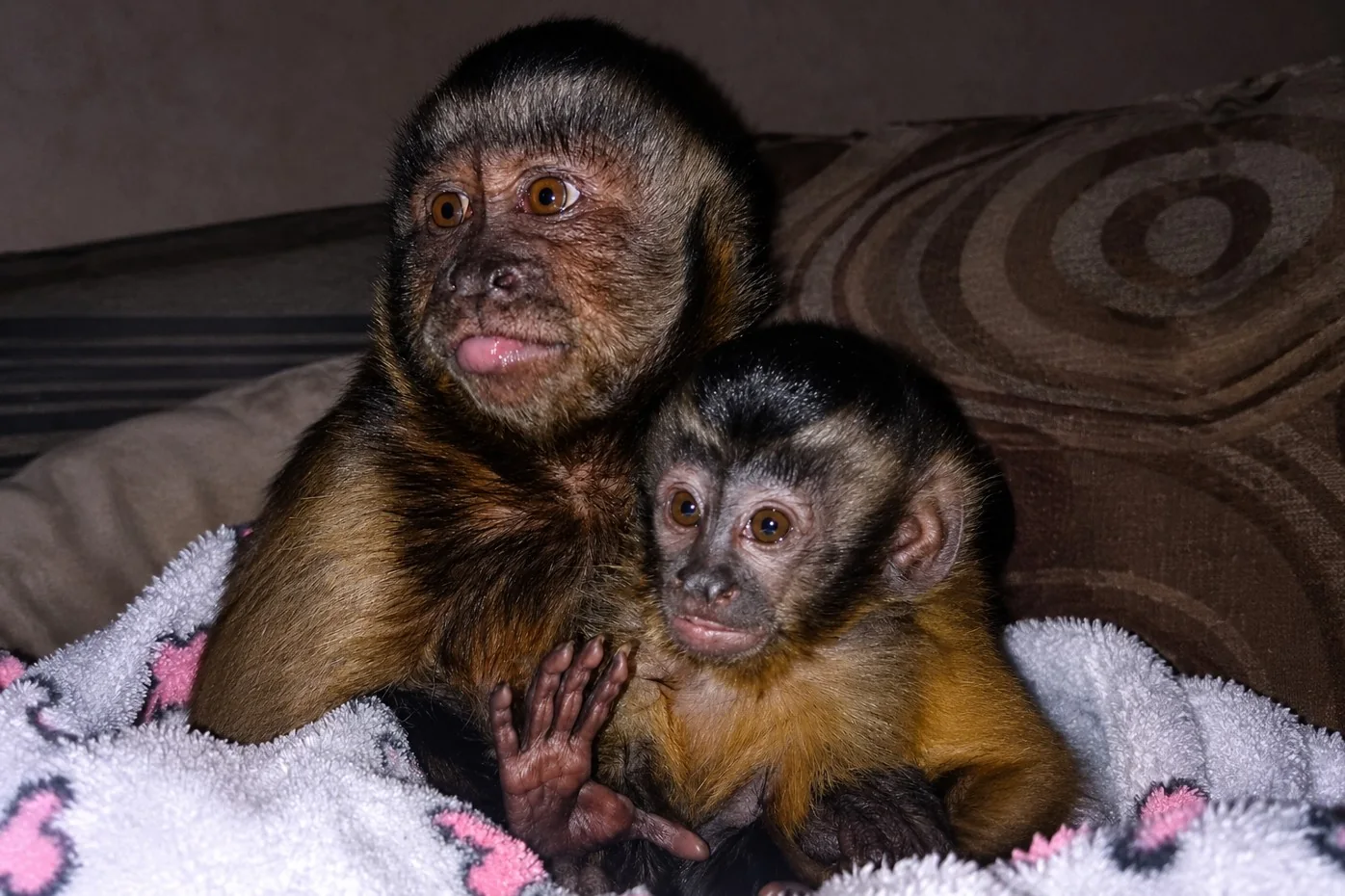 Capuchin pair