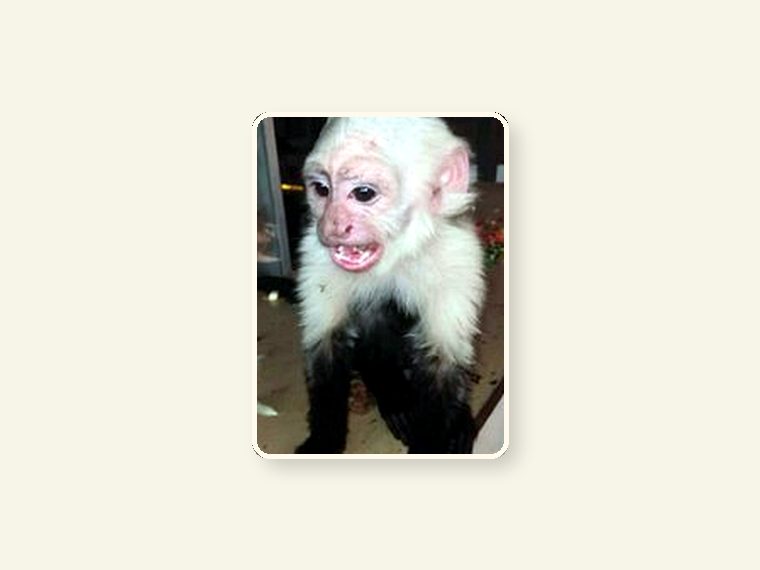 Think before you buy a primate educational image
