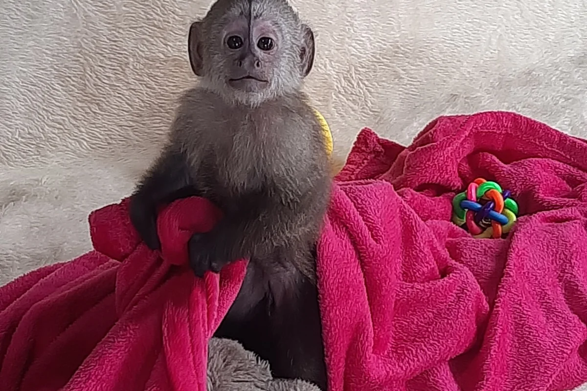 Baby capuchin in blanket