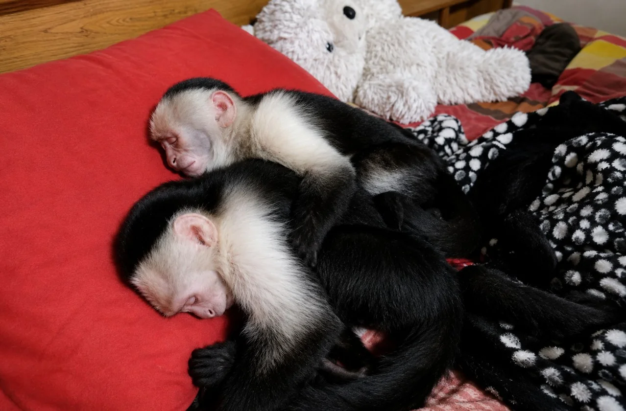 Sleeping capuchins