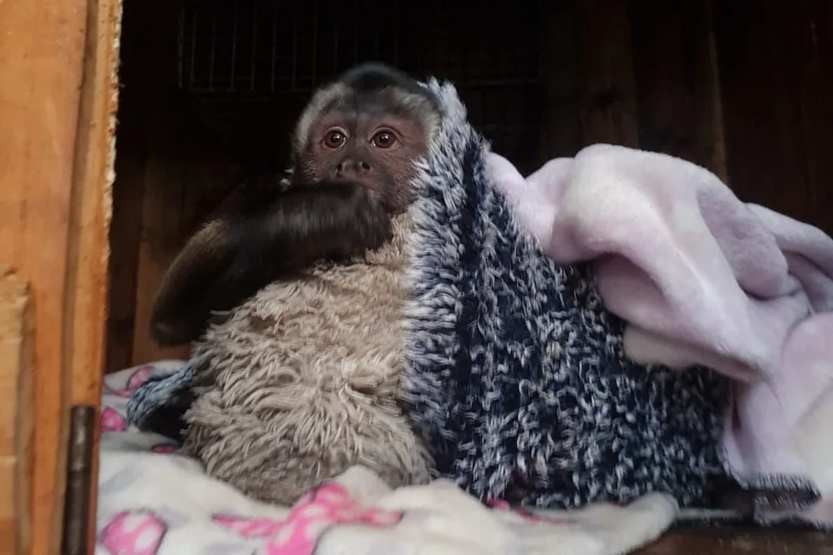 Winter care capuchin